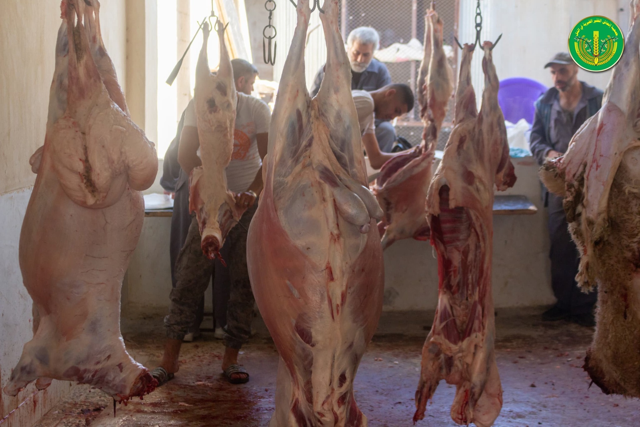 قامت جمعية إنعاش الفقير الخيرية بتوزيع " 4502 " قطعة لحم.